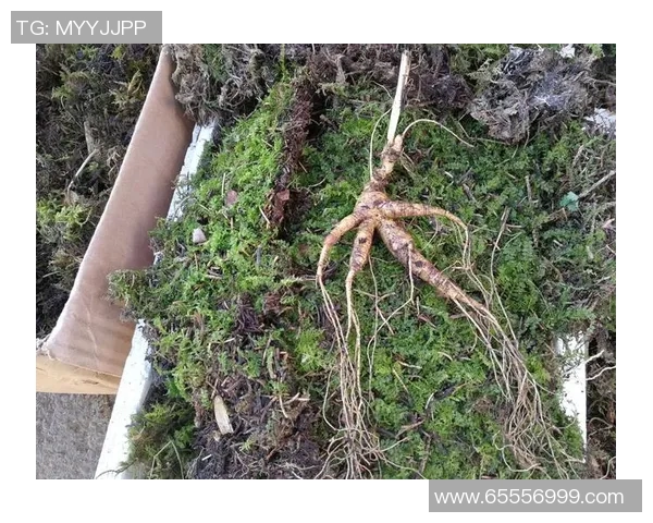 马兰达的奇幻旅程探索未知世界的神秘与美丽